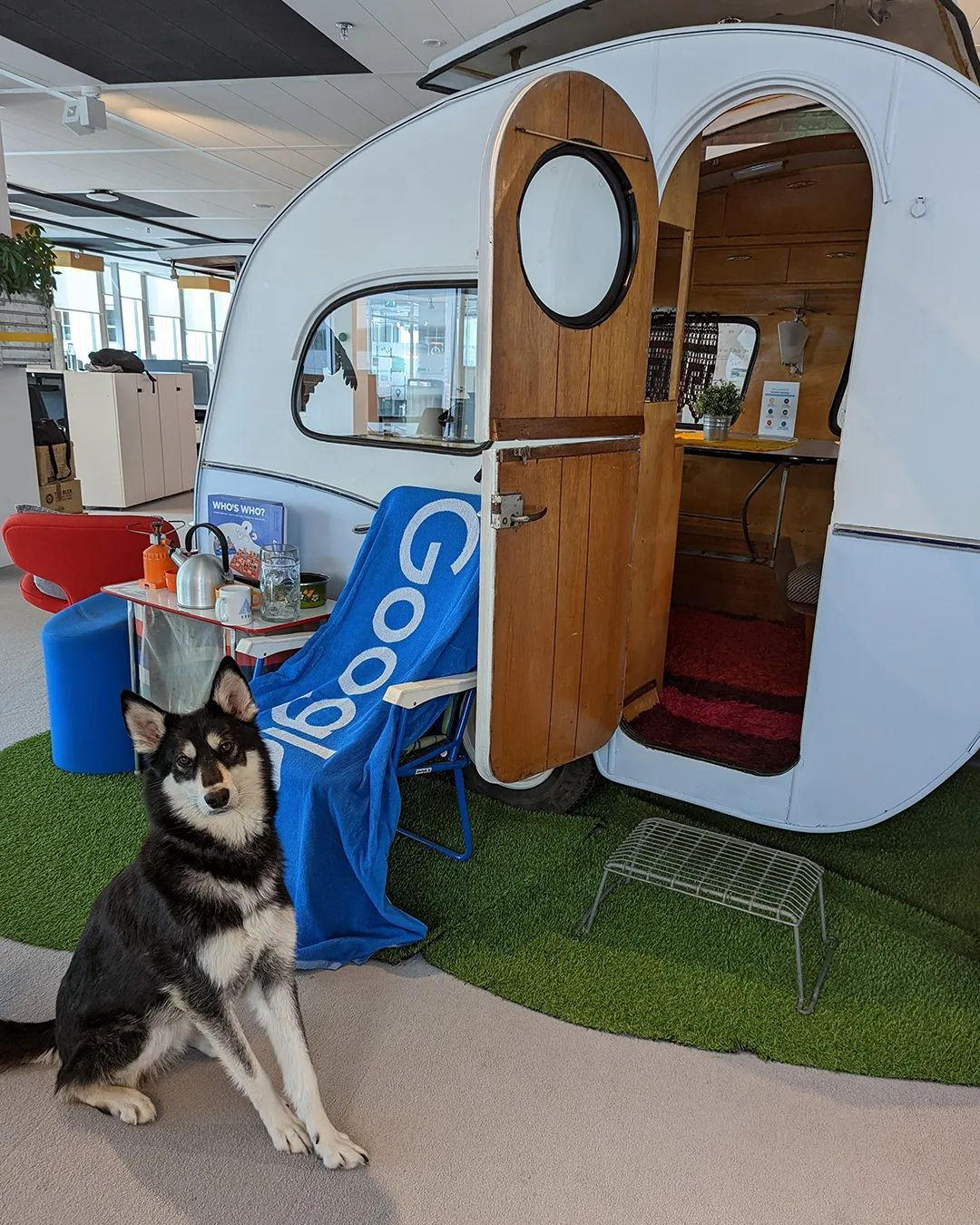Google - It’s another day in the paw-ffice with Doogler Bodhi