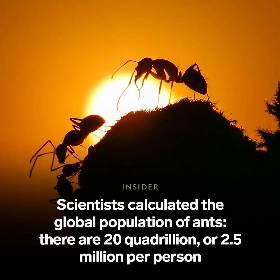 Science Insider - According to scientists, an astonishing 20 quadrillion ants are roaming the earth